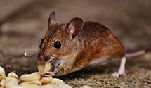 24 Hour & Emergency Exterminators in Bay Saint Louis, MS